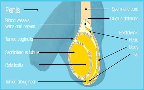 lumps in testicles nhs